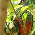 Rose-crowned Fruit-dove on Fig Tree<br />Canon EOS 7D + EF400 F5.6L<br />